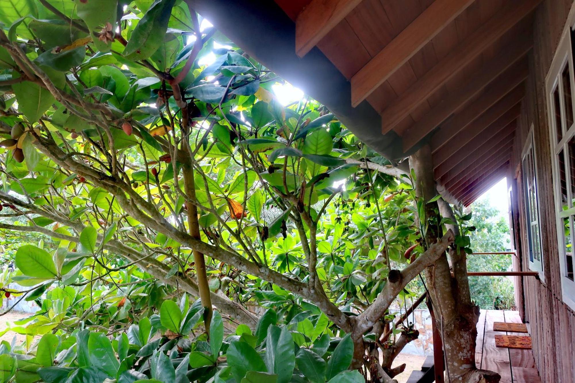 Afro Beach Eco Resort Butre Номер фото